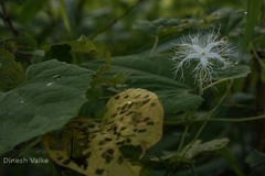 Trichosanthes cucumerina